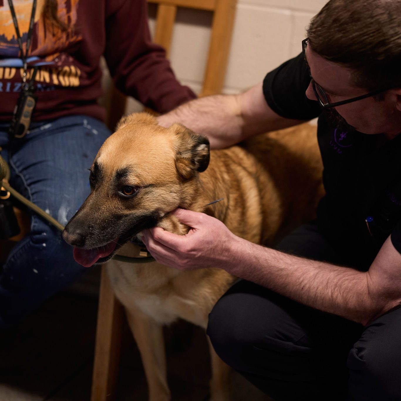 dog with veterinarian